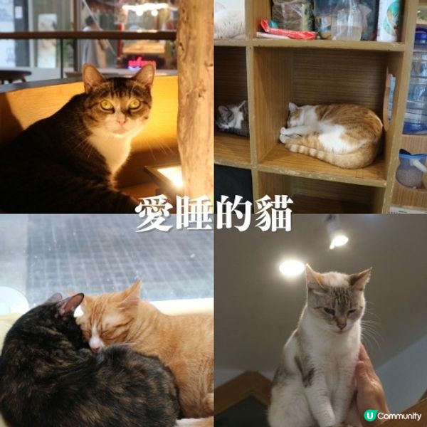 曼谷動物Cafe體驗🇹🇭390蚊玩足一粒鐘🙆🏻‍♀️近距離接觸動物🤪