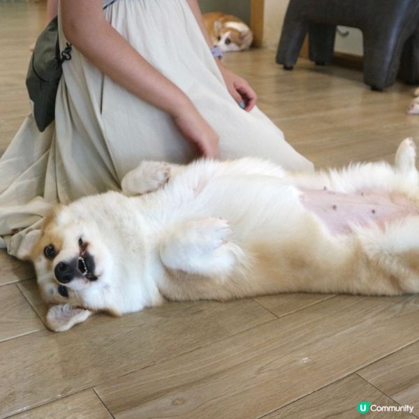 曼谷動物Cafe體驗🇹🇭390蚊玩足一粒鐘🙆🏻‍♀️近距離接觸動物🤪