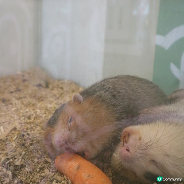 曼谷動物Cafe體驗🇹🇭390蚊玩足一粒鐘🙆🏻‍♀️近距離接觸動物🤪