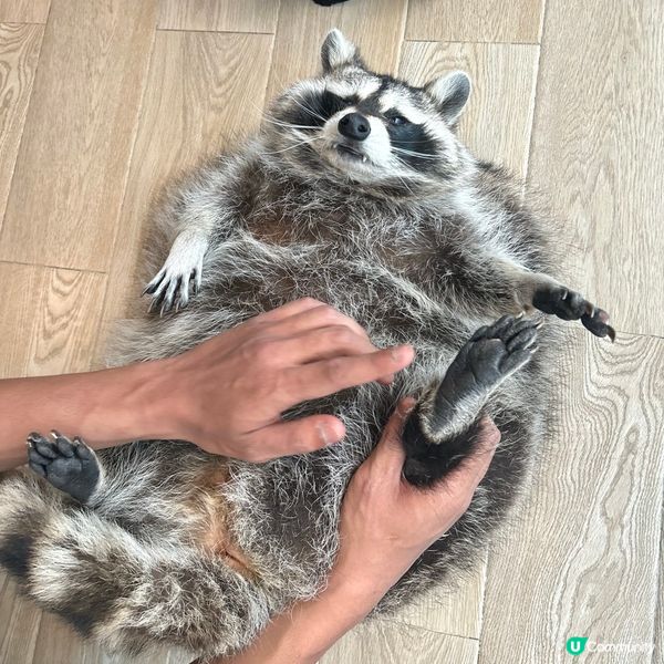 曼谷動物Cafe體驗🇹🇭390蚊玩足一粒鐘🙆🏻‍♀️近距離接觸動物🤪