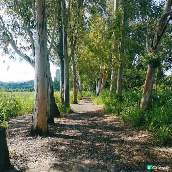 香港簡易跑步路線 13 – 元朗南生圍