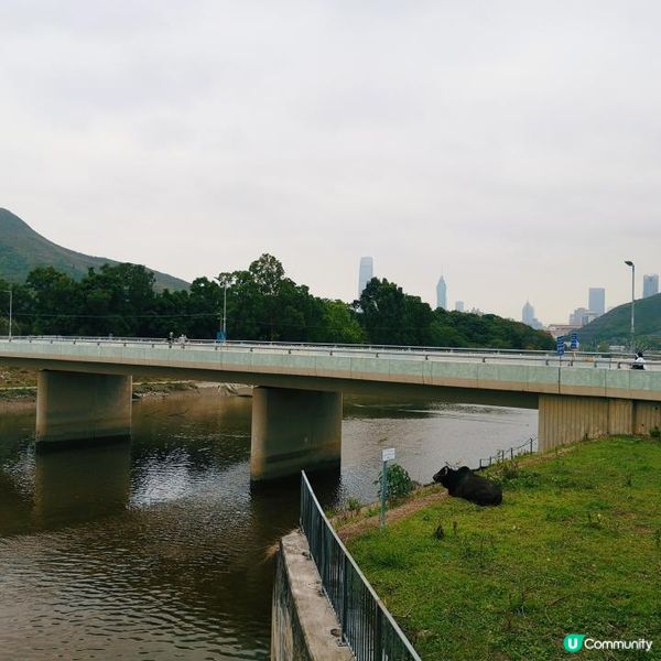 香港簡易跑步路線 6 – 上水梧桐河畔