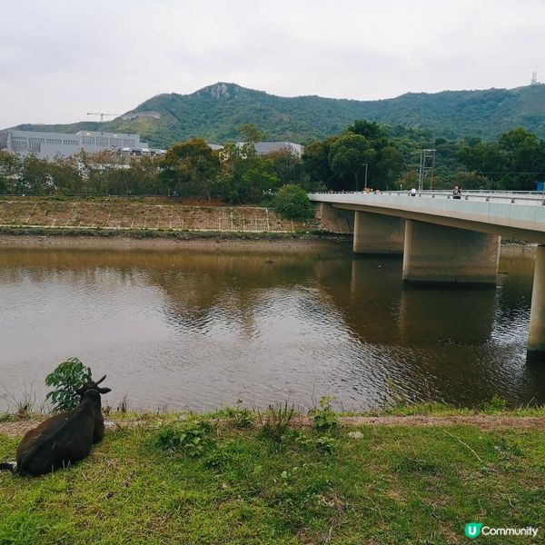 香港簡易跑步路線 6 – 上水梧桐河畔