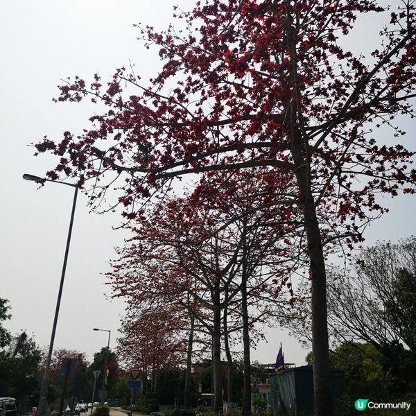 香港簡易跑步路線 2 – 大埔大美督