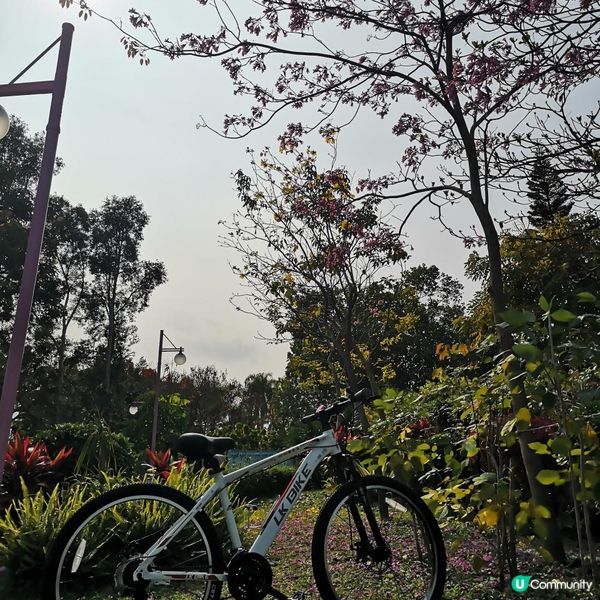 香港簡易跑步路線 2 – 大埔大美督