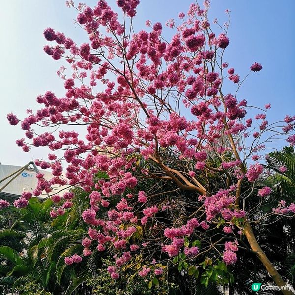 香港簡易跑步路線 2 – 大埔大美督