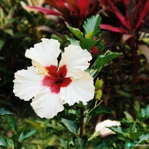 香港簡易跑步路線 2 – 大埔大美督