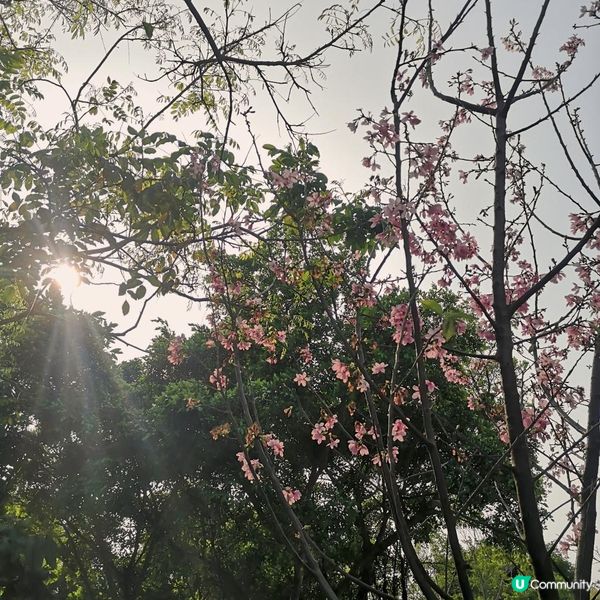 香港簡易跑步路線 2 – 大埔大美督