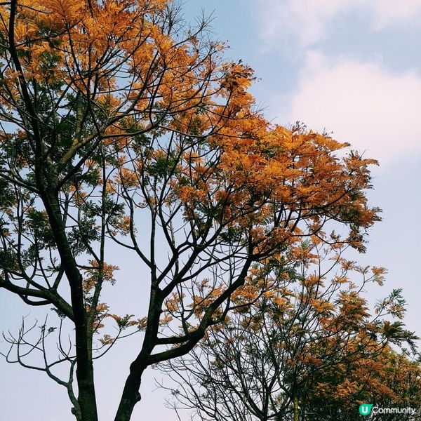 香港簡易跑步路線 2 – 大埔大美督