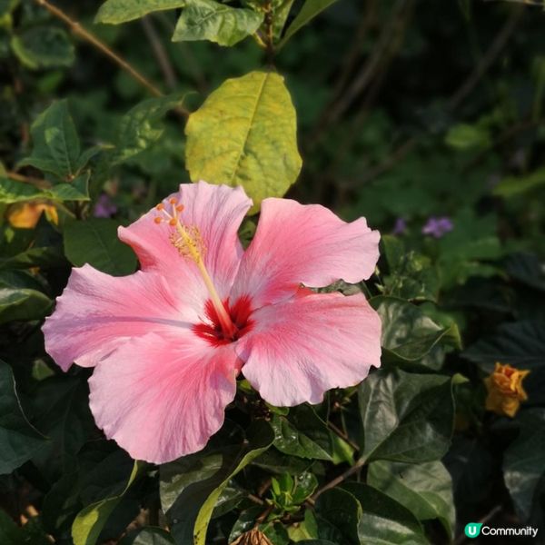 香港簡易跑步路線 2 – 大埔大美督