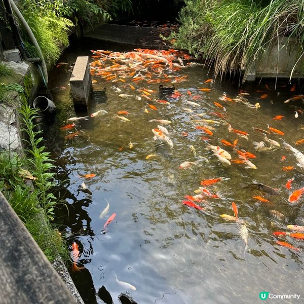 日本福岡自由行•探索由布院的金鱗湖之美