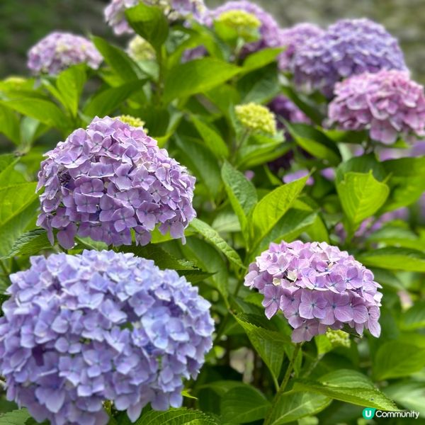 日本和歌山自由行•探訪歷史悠久的和歌山城