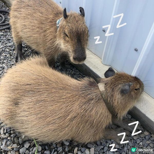 台北墾丁自由行——水豚聖地【鹿儿島】