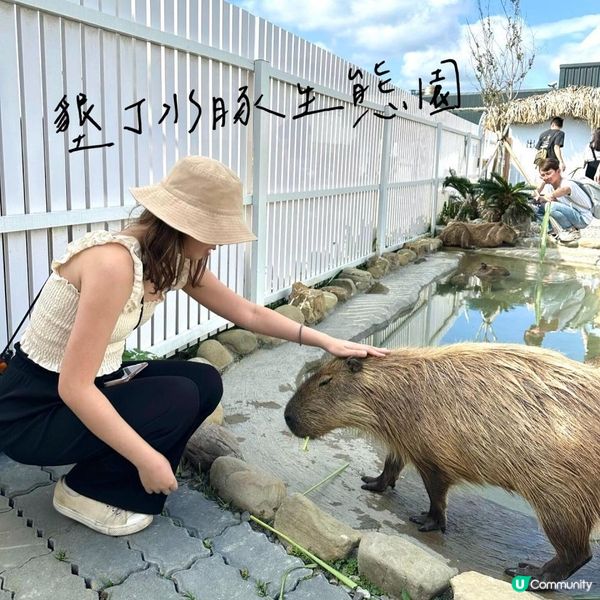 台北墾丁自由行——水豚聖地【鹿儿島】