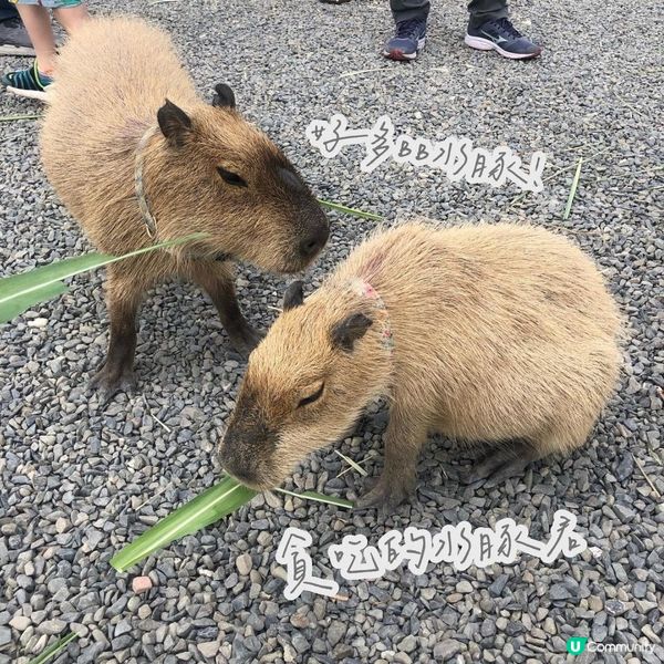 台北墾丁自由行——水豚聖地【鹿儿島】