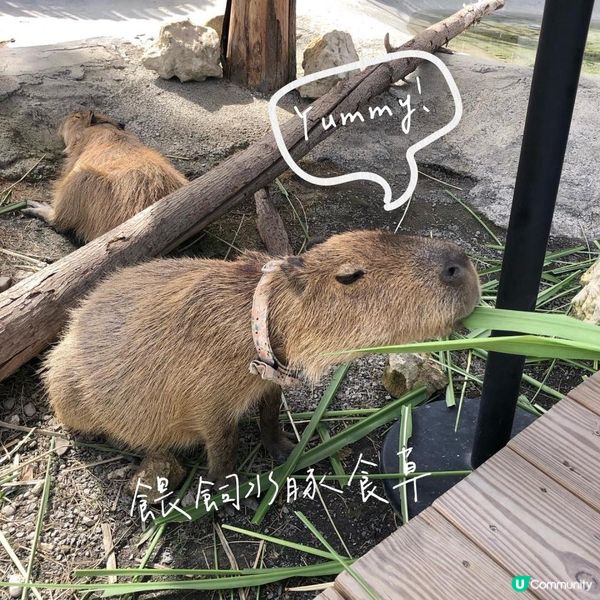 台北墾丁自由行——水豚聖地【鹿儿島】