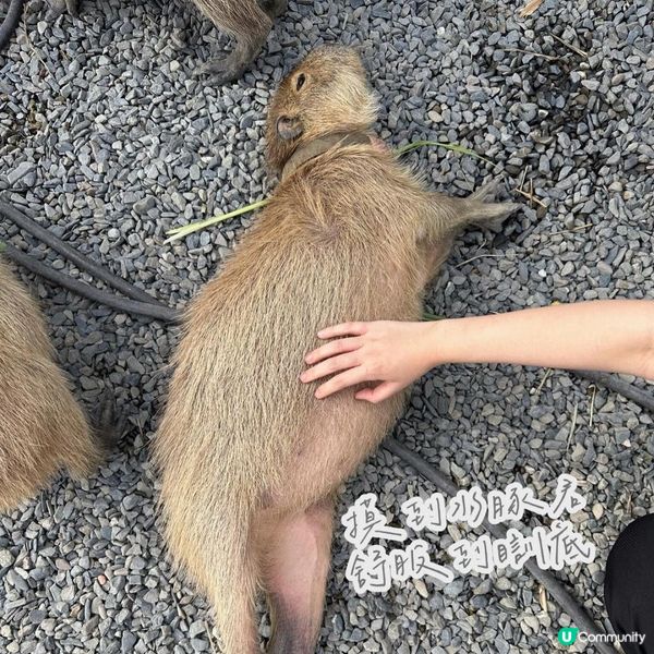 台北墾丁自由行——水豚聖地【鹿儿島】