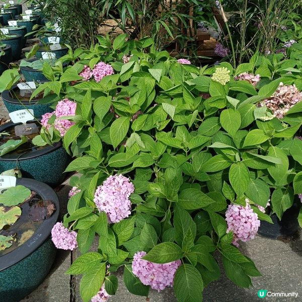 寶蓮禪寺荷花展