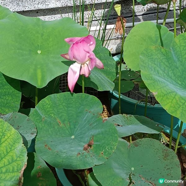 寶蓮禪寺荷花展