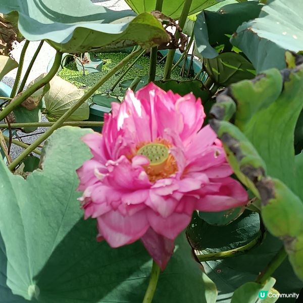 寶蓮禪寺荷花展