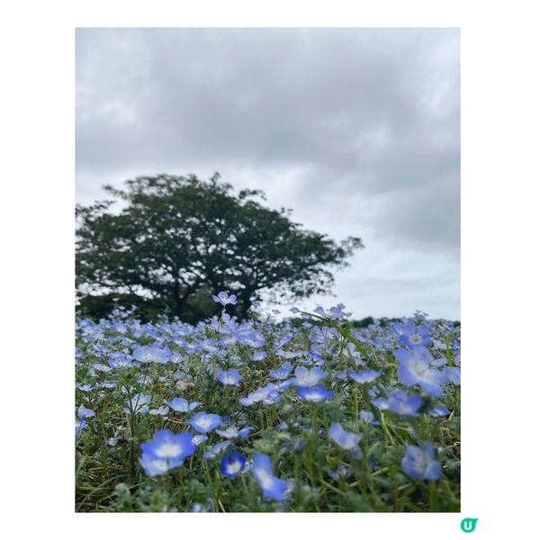 福崗-能古島&海中道海濱公園睇花花