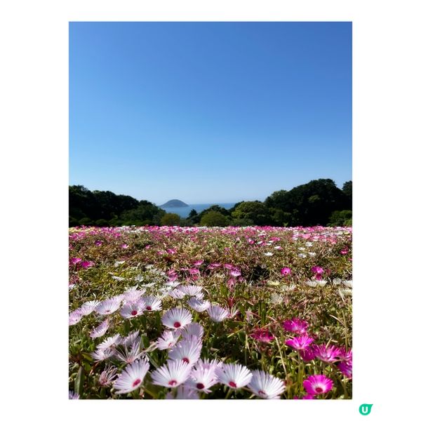 福崗-能古島&海中道海濱公園睇花花