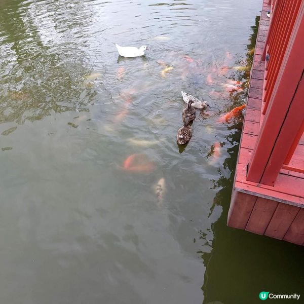 中山三鄉的橋頭村早在北宋年間建成，古色古香，近年不少特色ca...