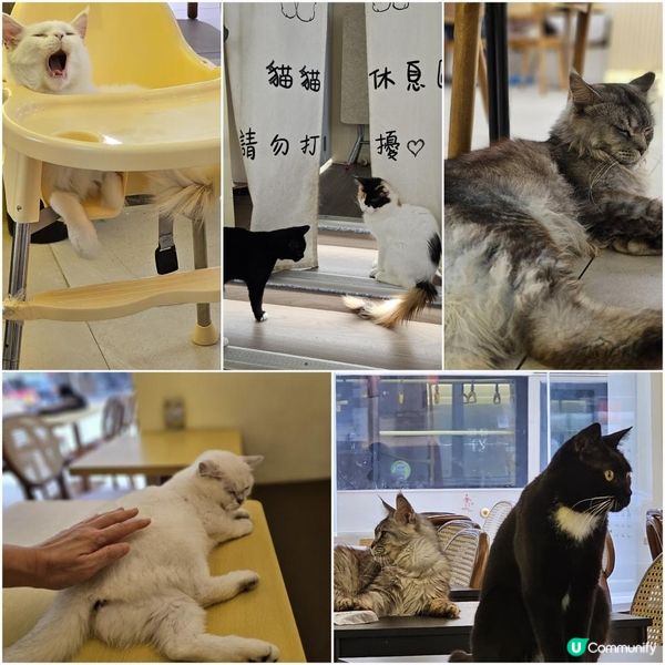 貓咪活潑親人 食物質素高