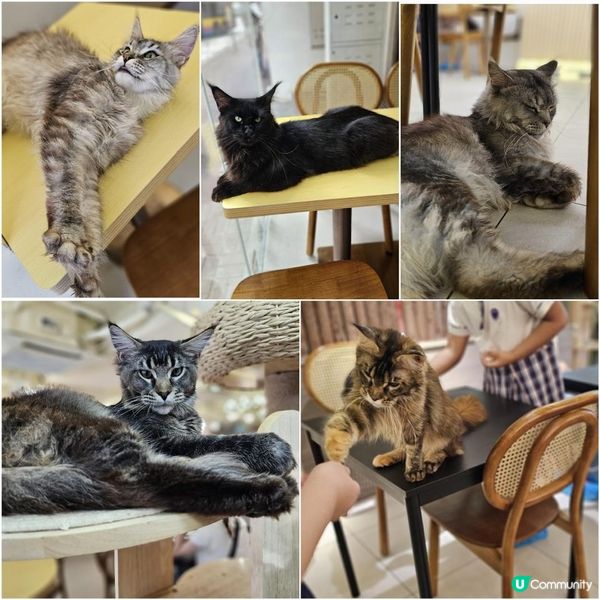 貓咪活潑親人 食物質素高