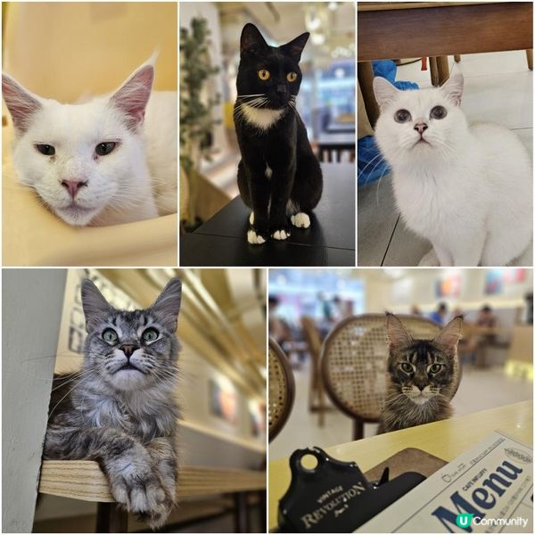 貓咪活潑親人 食物質素高