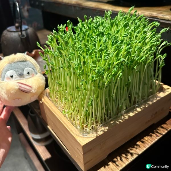 湊湊5 週年有驚喜