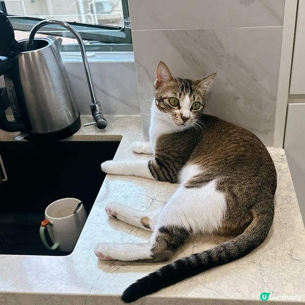 傻貓係廚房陪媽媽煲水