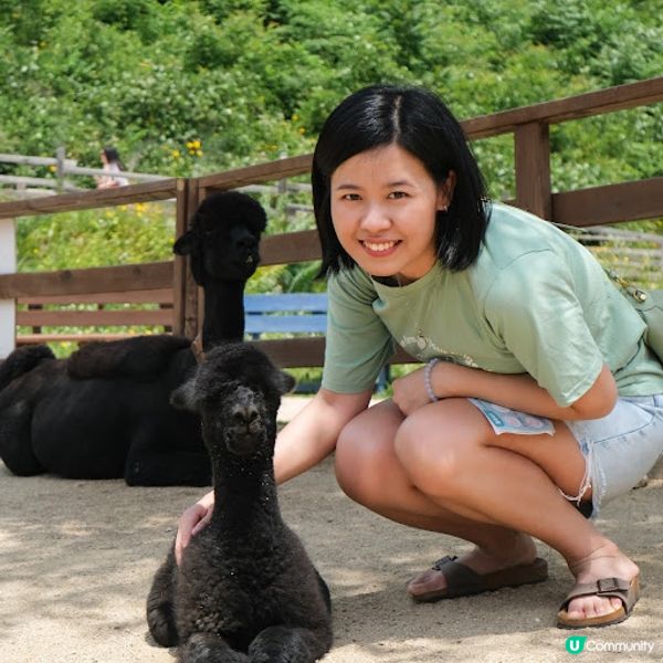 【旅遊韓國】任摸超可愛草泥馬大軍 - Alpaca World