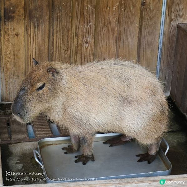 【旅遊韓國】任摸超可愛草泥馬大軍 - Alpaca World