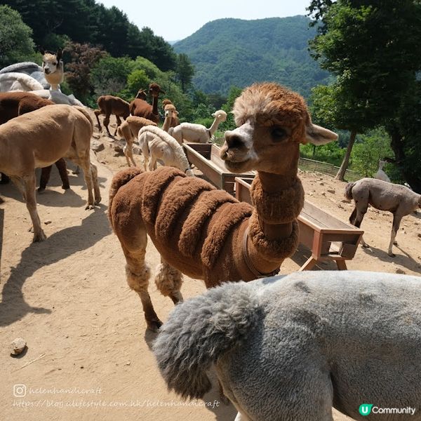 【旅遊韓國】任摸超可愛草泥馬大軍 - Alpaca World