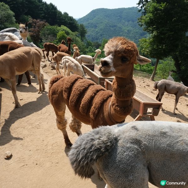 韓國近年熱門景點Alpaca World有幾十隻草泥馬同你玩...