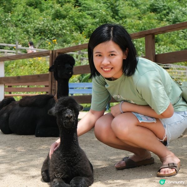 韓國近年熱門景點Alpaca World有幾十隻草泥馬同你玩...
