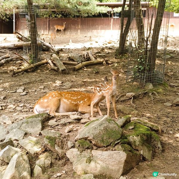 韓國近年熱門景點Alpaca World有幾十隻草泥馬同你玩...