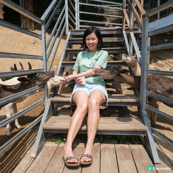 韓國近年熱門景點Alpaca World有幾十隻草泥馬同你玩...