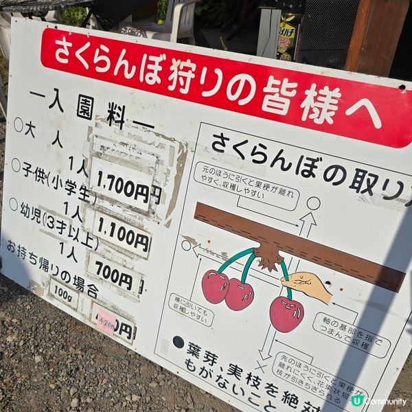 來來來!這是採摘櫻桃🍒的好季節啊😁