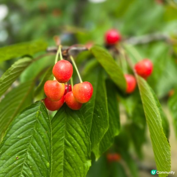 來來來!這是採摘櫻桃🍒的好季節啊😁