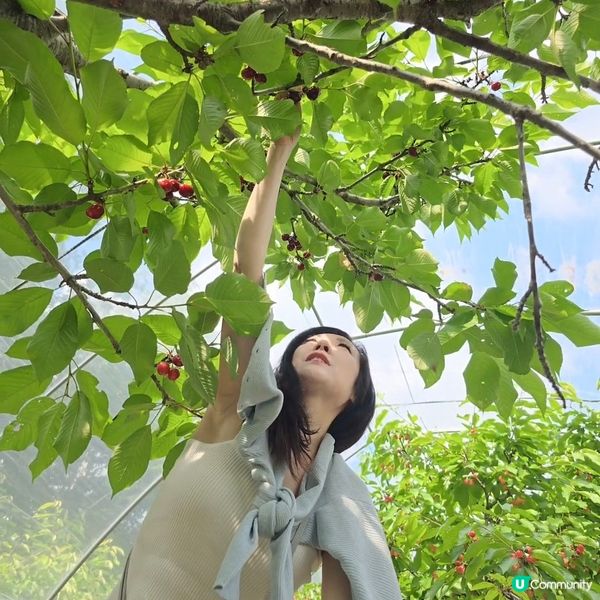 來來來!這是採摘櫻桃🍒的好季節啊😁