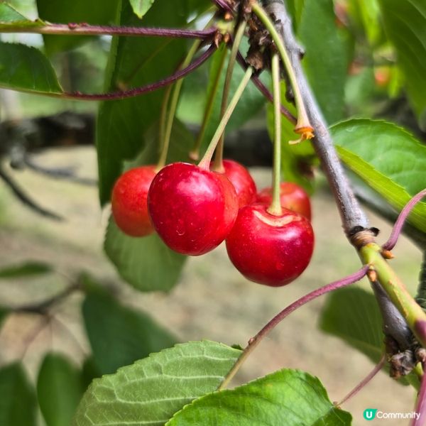 來來來!這是採摘櫻桃🍒的好季節啊😁