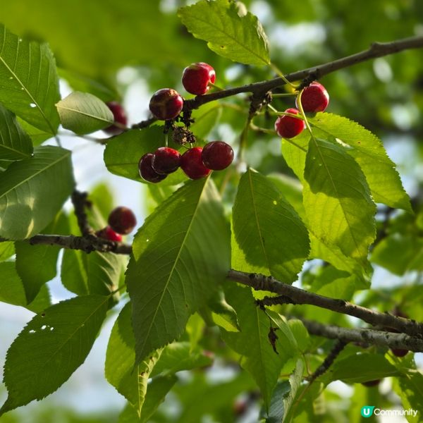來來來!這是採摘櫻桃🍒的好季節啊😁