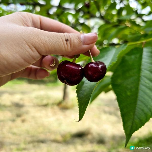 來來來!這是採摘櫻桃🍒的好季節啊😁