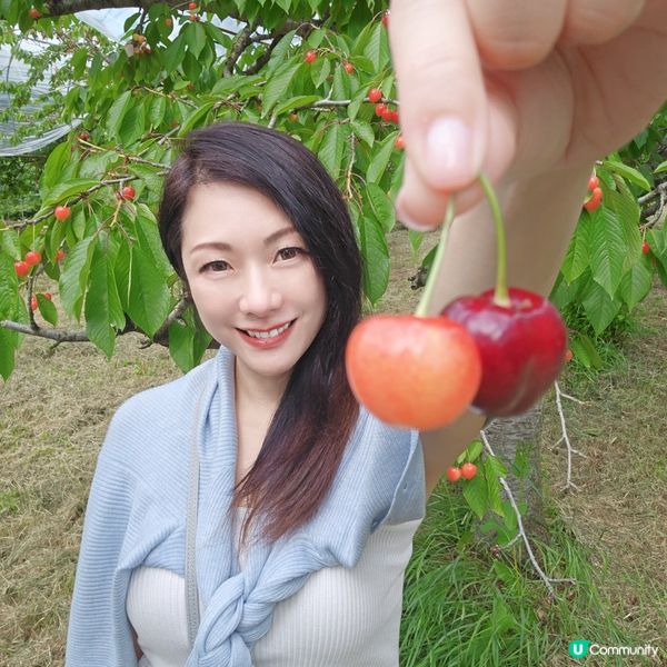 來來來!這是採摘櫻桃🍒的好季節啊😁