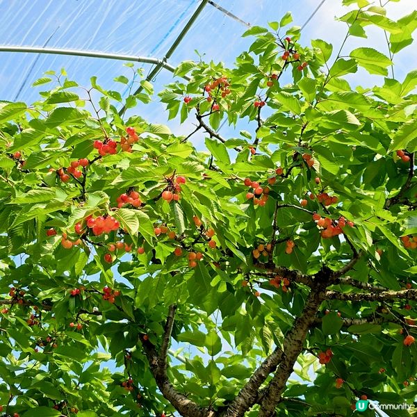 來來來!這是採摘櫻桃🍒的好季節啊😁
