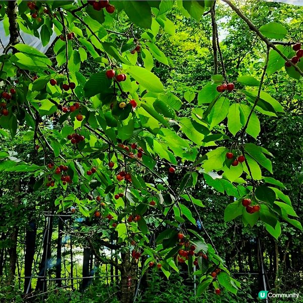 來來來!這是採摘櫻桃🍒的好季節啊😁