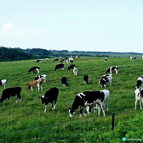 來來來!這是採摘櫻桃🍒的好季節啊😁