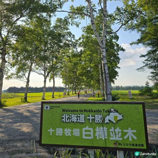 來來來!這是採摘櫻桃🍒的好季節啊😁